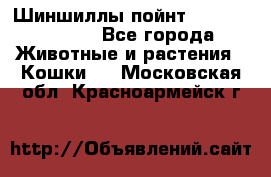 Шиншиллы пойнт ns1133,ny1133. - Все города Животные и растения » Кошки   . Московская обл.,Красноармейск г.